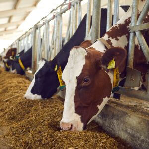 Animal Husbandry