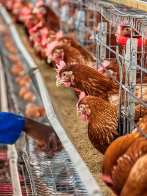 Poultry Farming