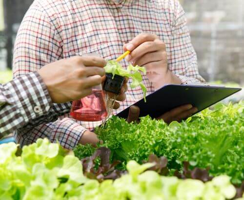 agriculture land